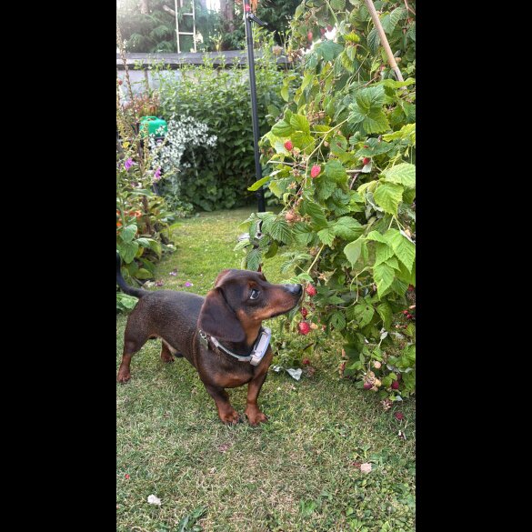 Dachshund (Smooth Haired)
