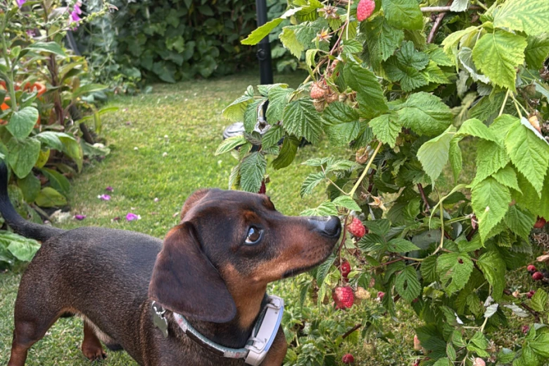 Dachshund (Smooth Haired)
