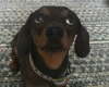 Dachshund (Smooth Haired)