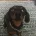 Dachshund (Smooth Haired)