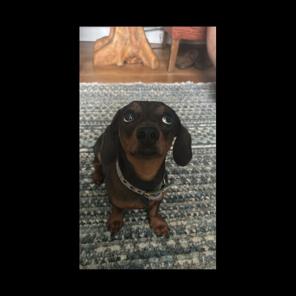 Dachshund (Smooth Haired)