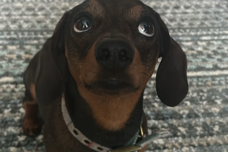 Dachshund (Smooth Haired)