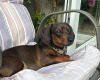 Dachshund (Smooth Haired)