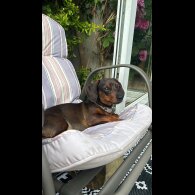 Dachshund (Smooth Haired)