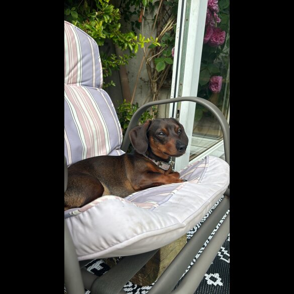 Dachshund (Smooth Haired)