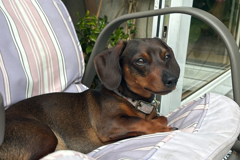 Dachshund (Smooth Haired)