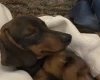 Dachshund (Smooth Haired)