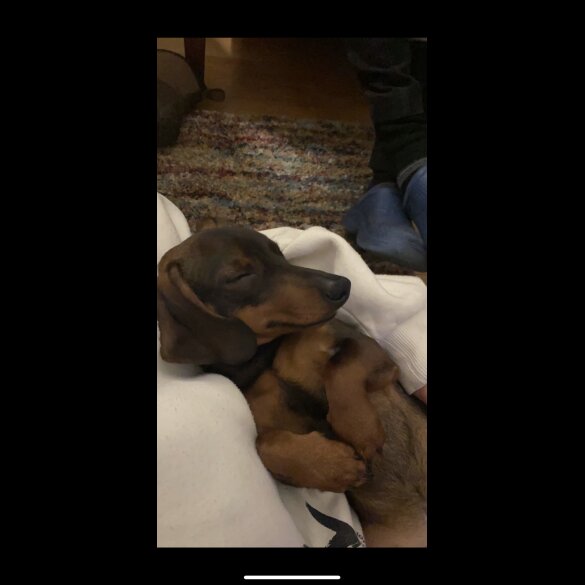 Dachshund (Smooth Haired)