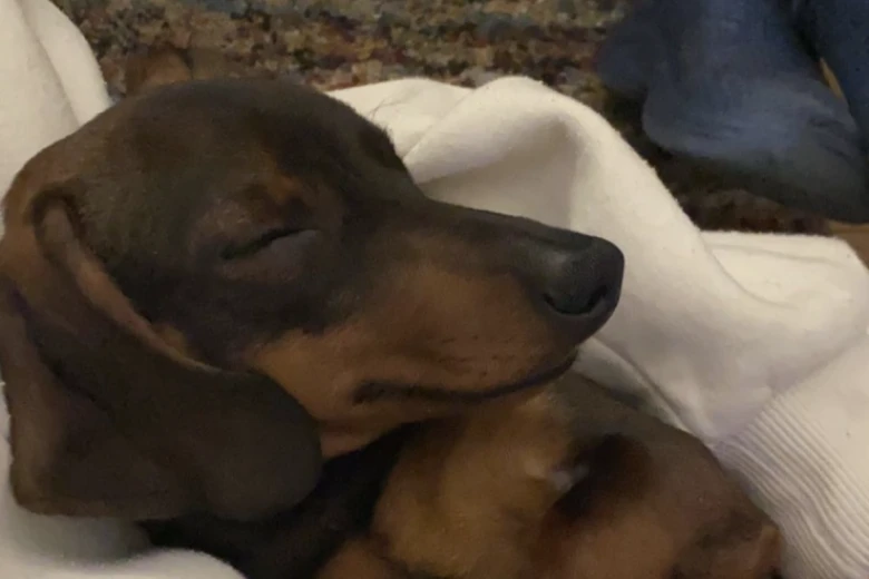 Dachshund (Smooth Haired)