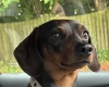 Dachshund (Smooth Haired)