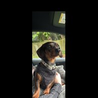 Dachshund (Smooth Haired)