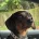 Dachshund (Smooth Haired)