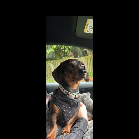 Dachshund (Smooth Haired)