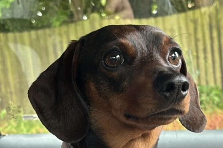 Dachshund (Smooth Haired)