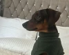 Dachshund (Smooth Haired)