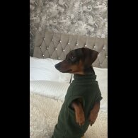 Dachshund (Smooth Haired)