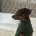 Dachshund (Smooth Haired)