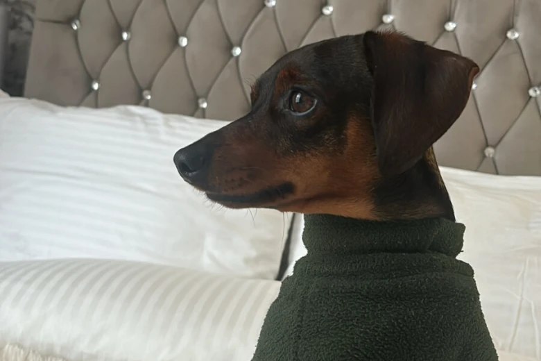 Dachshund (Smooth Haired)