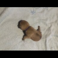Pug - Both