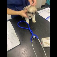 Mixed Breed - Both