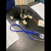 Mixed Breed - Both