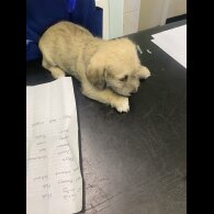 Mixed Breed - Both