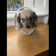 Mixed Breed - Both