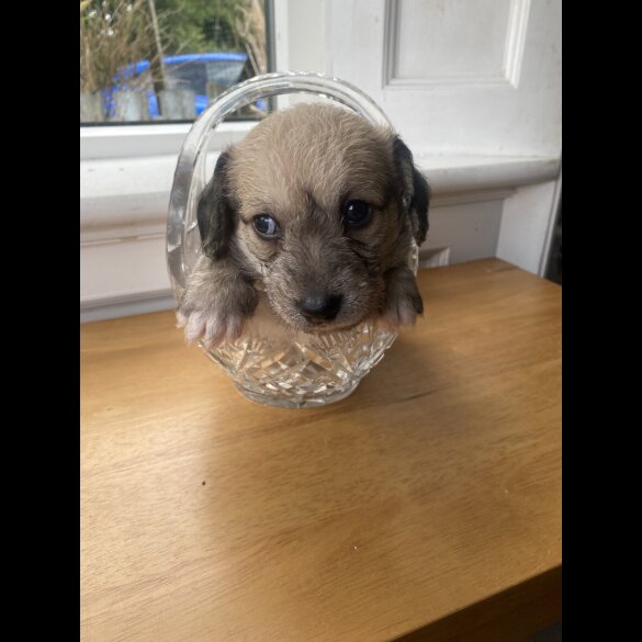 Mixed Breed - Both