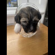 Mixed Breed - Both