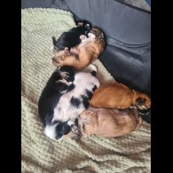 Lhasa Apso - Both