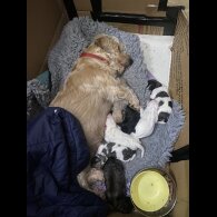 Mixed Breed - Both