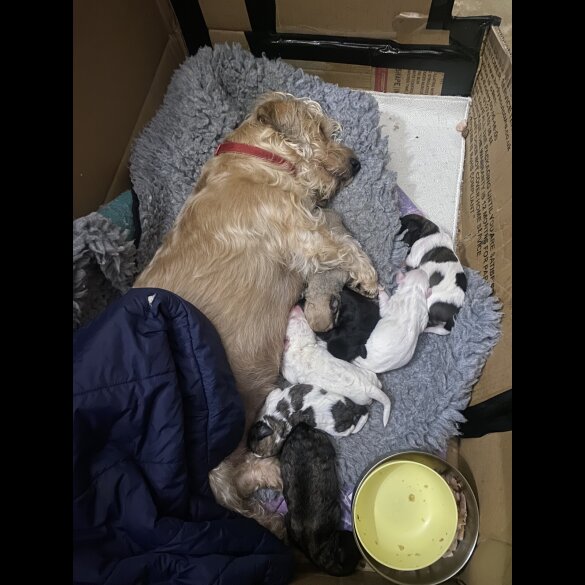Mixed Breed - Both
