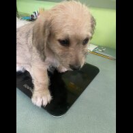 Mixed Breed - Both