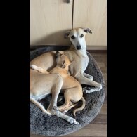 Whippet - Both