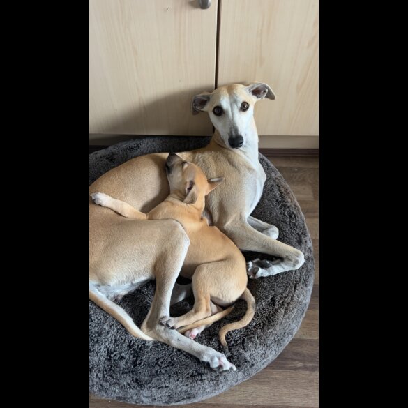 Whippet - Both