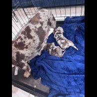 Dachshund (Smooth Haired) - Bitches