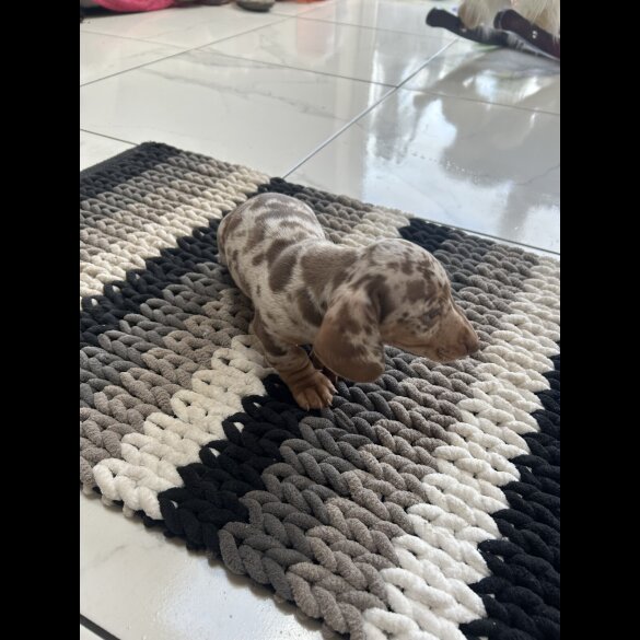 Dachshund (Smooth Haired) - Bitches