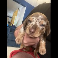 Dachshund (Smooth Haired) - Bitches