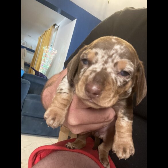 Dachshund (Smooth Haired) - Bitches