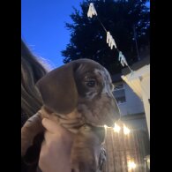 Dachshund (Smooth Haired) - Bitches