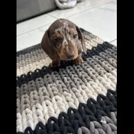 Dachshund (Smooth Haired) - Bitches