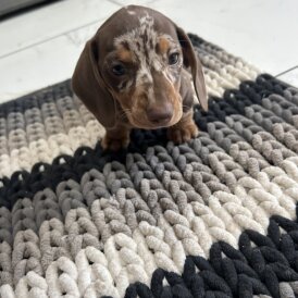 Dachshund (Smooth Haired) - Bitches