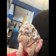 Dachshund (Smooth Haired) - Bitches