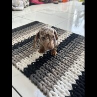 Dachshund (Smooth Haired) - Bitches