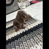 Dachshund (Smooth Haired) - Bitches