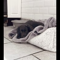 Cocker Spaniel (Show) - Both