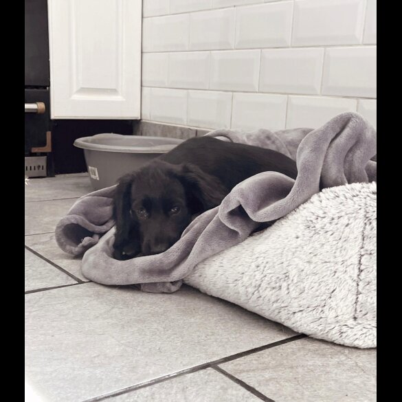 Cocker Spaniel (Show) - Both