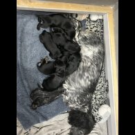 Cocker Spaniel (Show) - Both