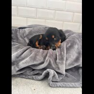 Cocker Spaniel (Show) - Both