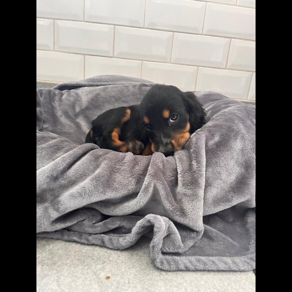 Cocker Spaniel (Show) - Both